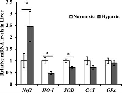 Effects of Acute Hypoxic Stress on Physiological and Hepatic Metabolic Responses of Triploid Rainbow Trout (Oncorhynchus mykiss)